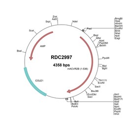 R&D Systems&trade;&nbsp;Mouse Activin RIIB (NP_031423.1) VersaClone cDNA
