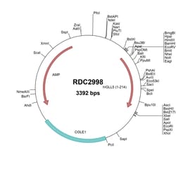 R&D Systems&trade;&nbsp;Human IGLL5 (NP_001171597.1) VersaClone cDNA
