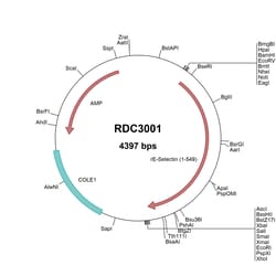 R&D Systems&trade;&nbsp;Rat E-Selectin/CD62E (NP_620234.1) VersaClone cDNA
