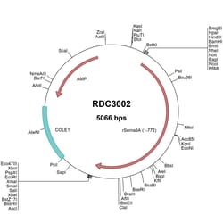 R&D Systems&trade;&nbsp;Rat Semaphorin 3A (NP_059006.1) VersaClone cDNA