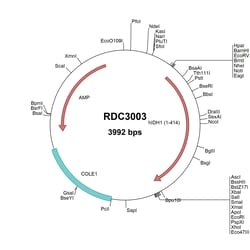 R&D Systems&trade;&nbsp;Human IDH1 (NP_005887.2) VersaClone cDNA