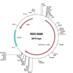 R&D Systems&trade;&nbsp;Mouse Contactin-2/TAG1 (NP_796103.2) VersaClone cDNA