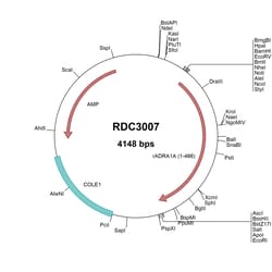 R&D Systems&trade;&nbsp;Rat ADRA1A (NP_058887.2) VersaClone cDNA