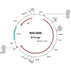 R&D Systems™ Human Neurocan (NP_004377.2) VersaClone cDNA
