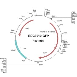R&D Systems™ Human GPR173 (NP_061842.1) VersaClone cDNA, GFP-tag