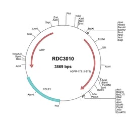 R&D Systems&trade;&nbsp;Human GPR173 (NP_061842.1) VersaClone cDNA