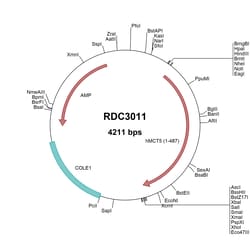 R&D Systems&trade;&nbsp;Human SLC16A4 (NP_004687.1) VersaClone cDNA