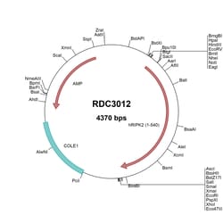 R&D Systems&trade;&nbsp;Human RIPK2/RIP2 (NP_003812.1) VersaClone cDNA