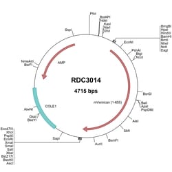 R&D Systems&trade;&nbsp;Mouse Versican (NP_001127947.1) VersaClone cDNA