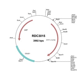 R&D Systems™ Human YY1 (NP_003394.1) VersaClone cDNA