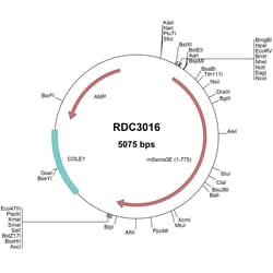 R&D Systems&trade;&nbsp;Mouse Semaphorin 3E (CAB02590.1) VersaClone cDNA