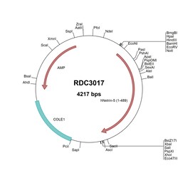 R&D Systems&trade;&nbsp;Human Netrin-5 (NP_665806.1) VersaClone cDNA