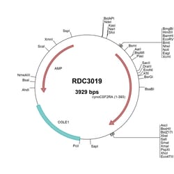 R&D Systems&trade;&nbsp;Cynomolgus Monkey GM-CSF R alpha (Unique) VersaClone cDNA
