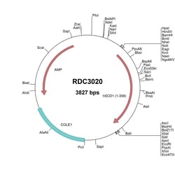 R&D Systems&trade;&nbsp;Human SCD-1 (NP_005054.3) VersaClone cDNA