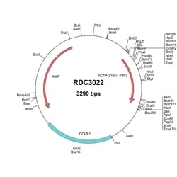 R&D Systems™ Human CTAG1B (NP_001318.1) VersaClone cDNA