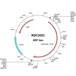R D Systems Human Semaphorin 3B (NP_004627.1) VersaClone cDNA 10 &mu;g | Buy Online | R&amp;D Systems&trade; | Fisher Scientific