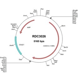 R&D Systems&trade;&nbsp;Mouse ACE-2 (NP_001123985.1) VersaClone cDNA