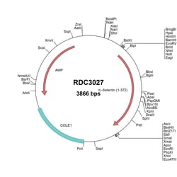 R&D Systems&trade;&nbsp;Rat L-Selectin/CD62L (BAA01613.1) VersaClone cDNA