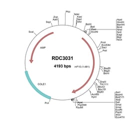 R&D Systems&trade;&nbsp;Mouse Coagulation Factor X (NP_031998.3) VersaClone cDNA