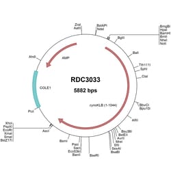 R&D Systems&trade;&nbsp;Cynomolgus Monkey Klotho beta (EHH53620.1) VersaClone cDNA