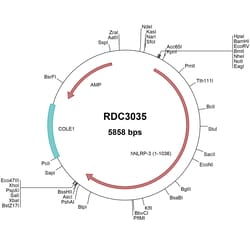 R&D Systems&trade;&nbsp;Human NLRP3/NALP3 (NP_004886.3) VersaClone cDNA