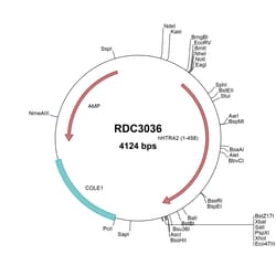 R&D Systems™ Human HTRA2/Omi (NP_037379.1) VersaClone cDNA