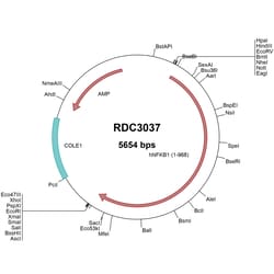 R&D Systems&trade;&nbsp;Human NFkB1 (NP_001158884.1) VersaClone cDNA