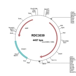 R&D Systems&trade;&nbsp;Cynomolgus Monkey CD96 (XP_005548247.1) VersaClone cDNA