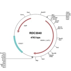 R&D Systems&trade;&nbsp;Human RIPK1/RIP1 (NP_003795.2) VersaClone cDNA