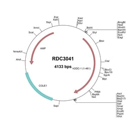 R&D Systems™ Human ODC1 (NP_002530.1) VersaClone cDNA