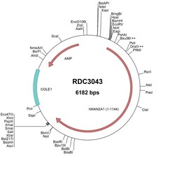 R&D Systems&trade;&nbsp;Human MAN2A1 (NP_002363.2) VersaClone cDNA
