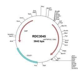 R&D Systems&trade;&nbsp;Mouse Melatonin R1B/MT2/MTNR1B (NP_663758.2) VersaClone cDNA