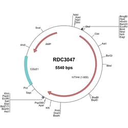 R&D Systems&trade;&nbsp;Human ITIH4 (NP_002209.2) VersaClone cDNA