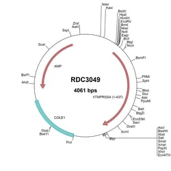R D Systems Human TMPRSS4 (NP_063947.2) VersaClone cDNA 10 &mu;g | Buy Online | R&amp;D Systems&trade; | Fisher Scientific