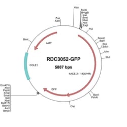 R&D Systems&trade;&nbsp;Human ACE-2 (NP_068576.1) VersaClone cDNA, GFP-tag