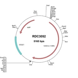 R&D Systems&trade;&nbsp;Human ACE-2 (NP_068576.1) VersaClone cDNA