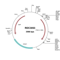 R&D Systems™ Rat TIM-3 (NP_001094232.1) VersaClone cDNA