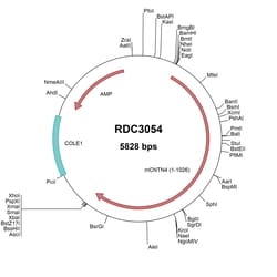 R&D Systems&trade;&nbsp;Mouse Contactin-4 (NP_001103219.1) VersaClone cDNA