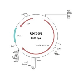 R&D Systems™ Cynomolgus Monkey EGFR (XP_005549616.1) VersaClone cDNA