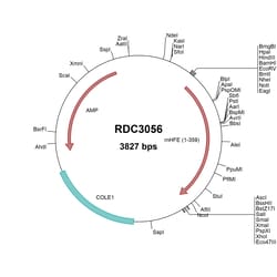 R&D Systems™ Mouse HFE (NP_034554.2) VersaClone cDNA