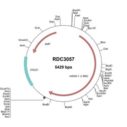 R&D Systems™ Mouse Dystroglycan (NP_034147.1) VersaClone cDNA