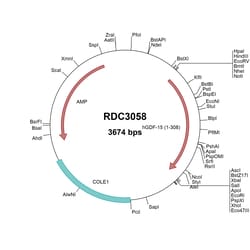 R&D Systems&trade;&nbsp;Human GDF-15 (NP_004855.2) VersaClone cDNA