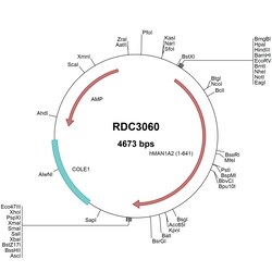 R&D Systems&trade;&nbsp;Human MAN1A2 (NP_006690.1) VersaClone cDNA