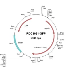 R&D Systems&trade;&nbsp;Human TMPRSS2 (NP_005647.3) VersaClone cDNA, GFP-tag