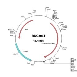 R&D Systems&trade;&nbsp;Human TMPRSS2 (NP_005647.3) VersaClone cDNA