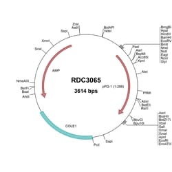 R&D Systems&trade;&nbsp;Porcine PD-1 (NP_001191308.1) VersaClone cDNA