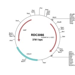 R&D Systems&trade;&nbsp;Human Casein Kinase 1 alpha (NP_001883.4) VersaClone cDNA