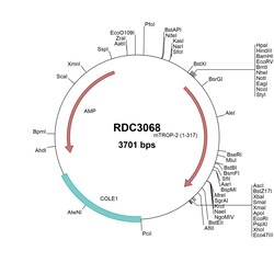 R&D Systems&trade;&nbsp;Mouse TROP-2 (NP_064431.2) VersaClone cDNA