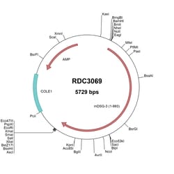 R&D Systems&trade;&nbsp;Mouse Desmoglein-3 (NP_085099.2) VersaClone cDNA