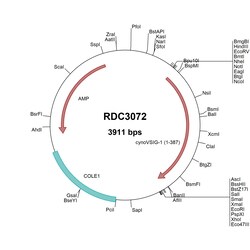 R&D Systems™ Cynomolgus Monkey VSIG1 (XP_005594378.1) VersaClone cDNA